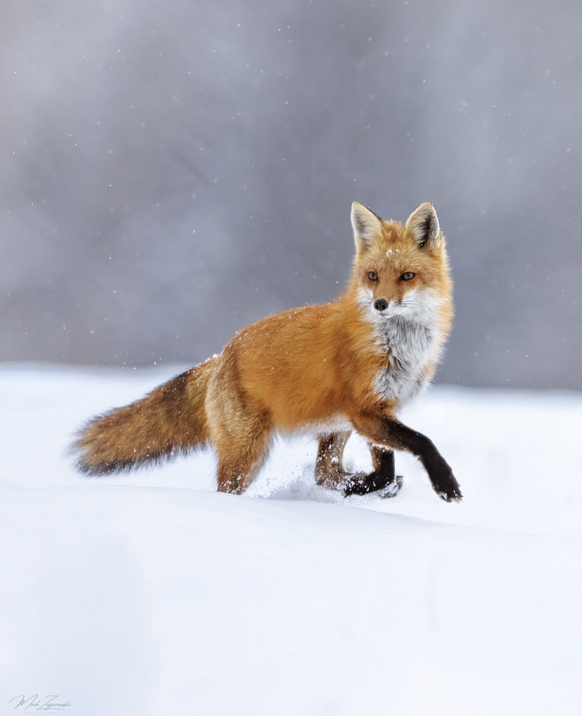 red fox in the snow